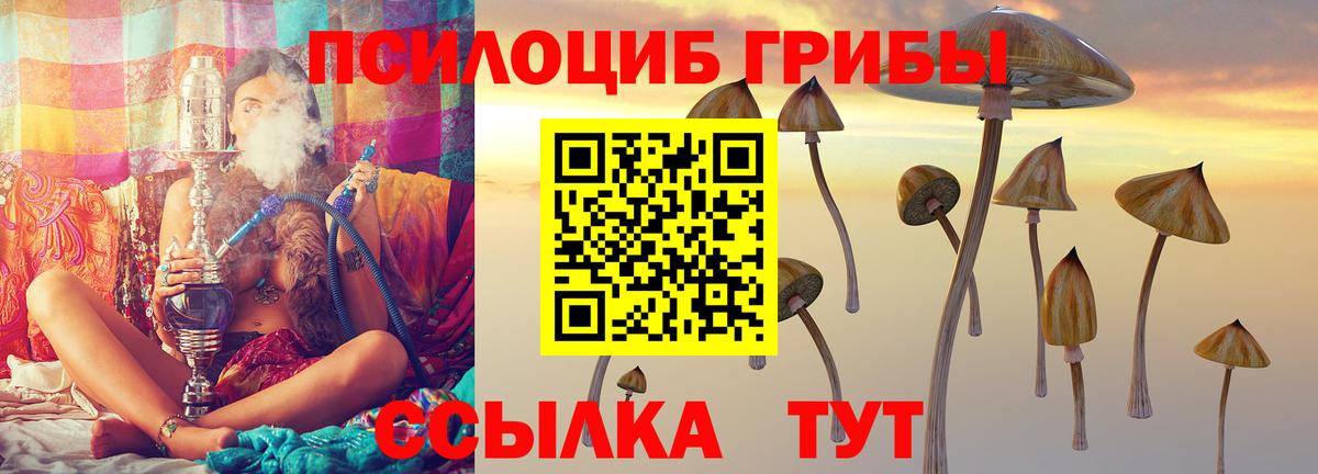 Галлюциногенные грибы Psilocybe Каспийск